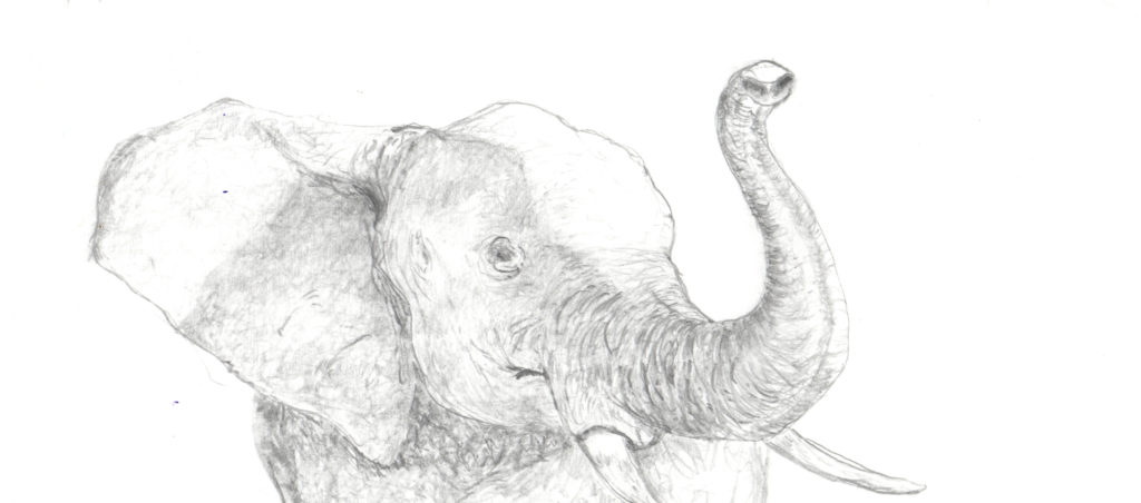 elephant from Dry River Brewing